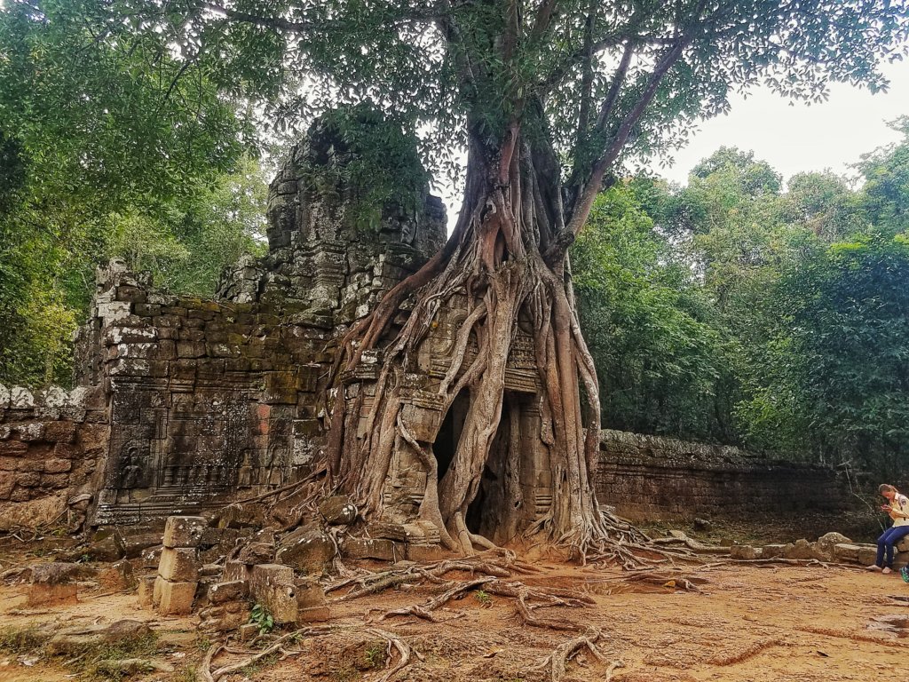 Tree growing on top of ancient ruins at Angkor in Cambodia
