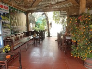 tet mandarin tree vietnam ninh binh