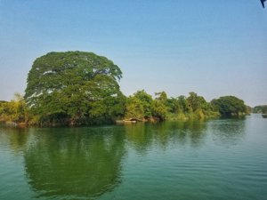 big tree don det 4000 islands laos mekong river