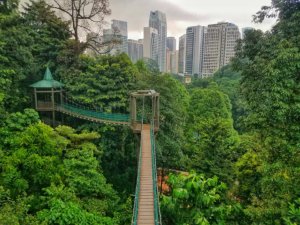 kl forest eco park canopy walkway malaysia