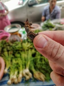 healthy travel eating bugs Thailand