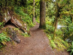 Empty Trail of Ten Falls Oregon