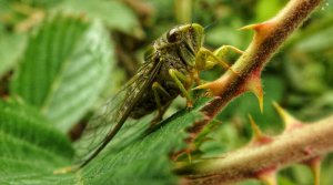 Malaysian Cicadas Food Southeast Asia