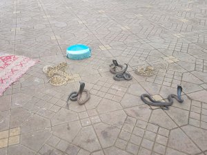 Marrakech Snake Scam