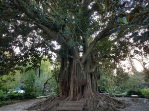 Jardim de Estrela banyan tree