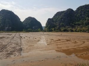 Tam Coc Ninh Binh rice fields Vietnam