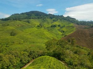 rugged terrain of tea plantation in Malaysia