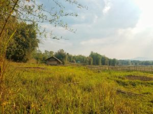 rice fields in rural Southeast Asia Laos