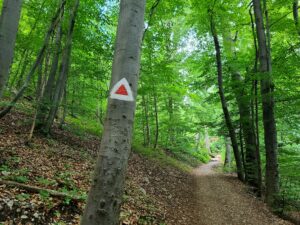 Triangle trail markers for hiking Tampa Mountain